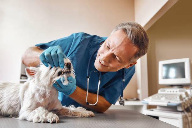 Best After-Hours Emergency Dentist in Millersburg, PA